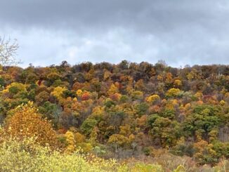 The best fall color was across the Potomac River, on West Virginia's Knobley Mountain.