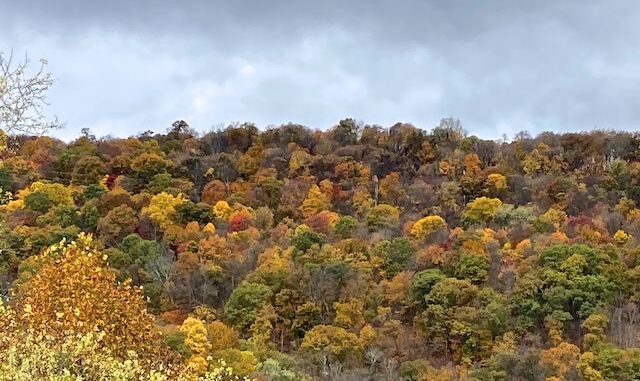 The best fall color was across the Potomac River, on West Virginia's Knobley Mountain.