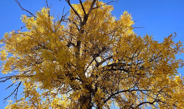 Fall color in Ash Creek.