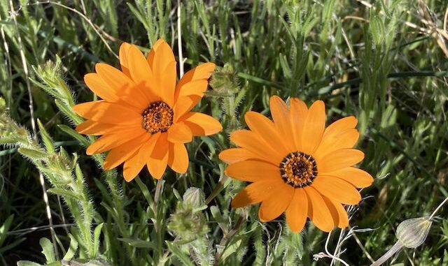 African daisy (Dimorphotheca sinuata) south of Desert Hills Trailhead.