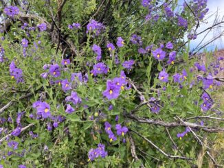 I believe these are cutleaf nightshade (Solanum xanti), not silverleaf nightshade (Solanum elaeagnifolium), as the latter bloom later, at lower elevation. This is about 3,250 el., near Sears Kay Ruins.