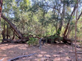 Split Oak Forest is named for this 200 year-old live oak, that lives on despite being split down the middle.