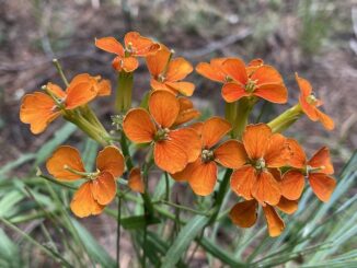 Most deeply-colored wallflower I've ever found, all along Yeager Canyon. More high country flowers.