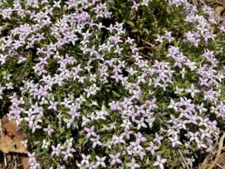 Plenty of pygmy bluet on this General Crook Trail segment, but this was BY FAR the best cluster.