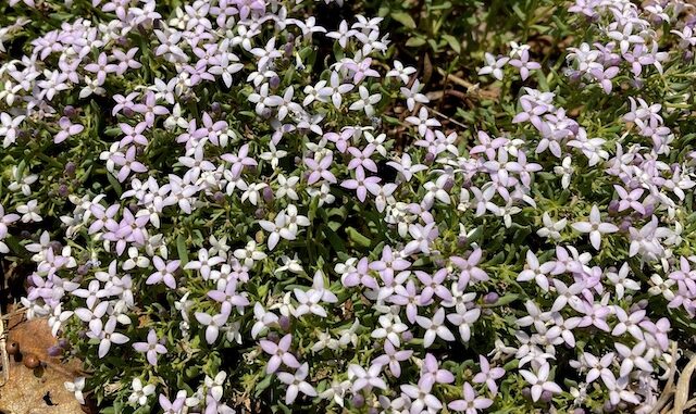 Plenty of pygmy bluet on this General Crook Trail segment, but this was BY FAR the best cluster.