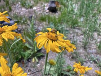 Orange sneezeweed (Hymenoxys hoopesii) on the summit of Mount Lemmon. I found orange sneezeweed as low as 7,900 ft. el., near Mint Spring.