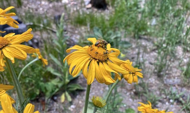 Orange sneezeweed (Hymenoxys hoopesii) on the summit of Mount Lemmon. I found orange sneezeweed as low as 7,900 ft. el., near Mint Spring.