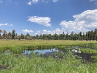 Lake One -- that is its name -- is just off AZ-260, about where trail marker V72 should be.