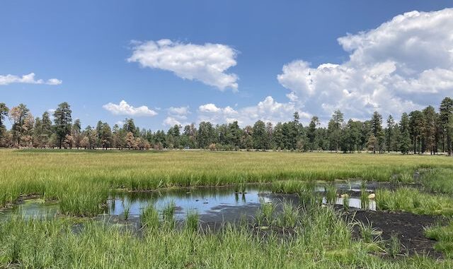 Lake One -- that is its name -- is just off AZ-260, about where trail marker V72 should be.