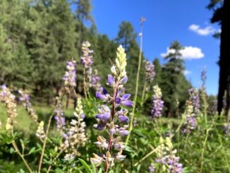 Very nice patch of silvery lupine (Lupinus argenteus) at the south end of the second enclosure.