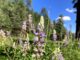 Very nice patch of silvery lupine (Lupinus argenteus) at the south end of the second enclosure.