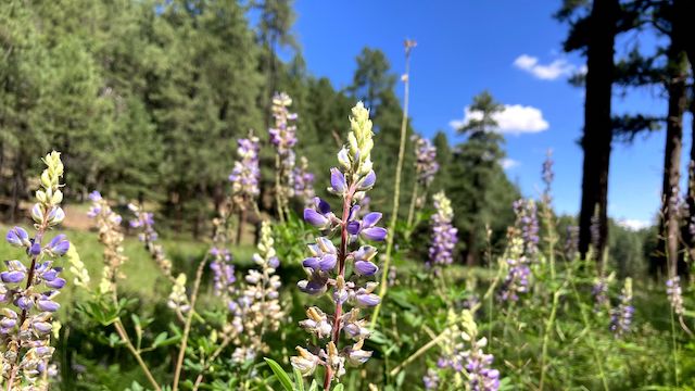 Very nice patch of silvery lupine (Lupinus argenteus) at the south end of the second enclosure.