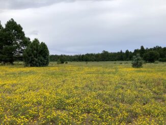 Phoenix Park is more peaceful than parks IN Phoenix. Hairy golden aster in foreground; wild horses in distance.