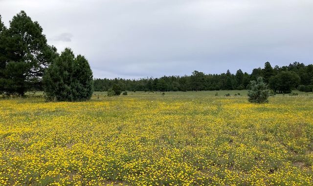 Phoenix Park is more peaceful than parks IN Phoenix. Hairy golden aster in foreground; wild horses in distance.