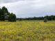 Phoenix Park is more peaceful than parks IN Phoenix. Hairy golden aster in foreground; wild horses in distance.