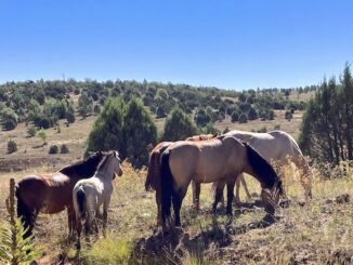 Quite a few small herds -- close, but still apart -- of wild horses (Equus ferus) at Overgaard Tank on FR 51.