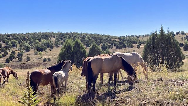 Quite a few small herds -- close, but still apart -- of wild horses (Equus ferus) at Overgaard Tank on FR 51.