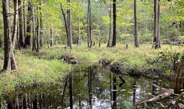 Carvers Creek, at the Longleaf Pine Trail crossing.