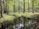 Carvers Creek, at the Longleaf Pine Trail crossing.