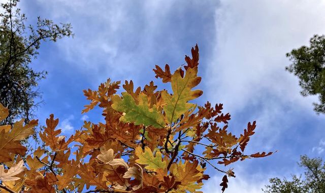 Leaves were either brown or green, maybe 40/60. No in-between. More fall color.