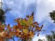 Leaves were either brown or green, maybe 40/60. No in-between. More fall color.