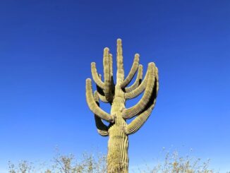 I wasn't expecting desert flowers, so I hunted for saguaro.