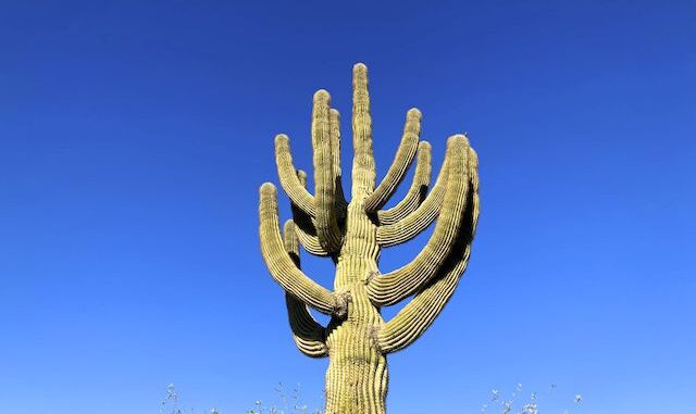 I wasn't expecting desert flowers, so I hunted for saguaro.