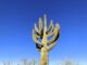 I wasn't expecting desert flowers, so I hunted for saguaro.