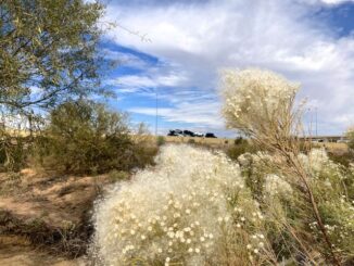 Looking past desert broom (Baccharis sarothroides) to the Loop 101 Freeway. There were no other desert flowers.