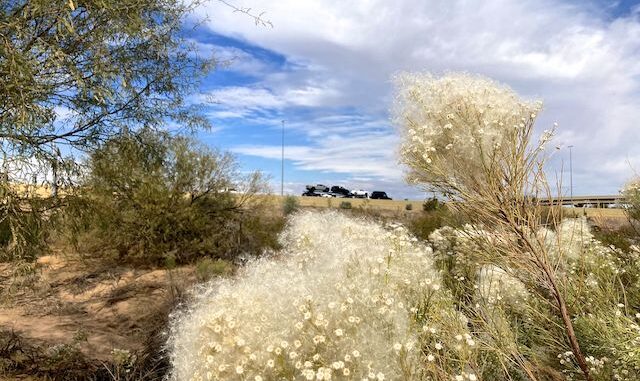 Looking past desert broom (Baccharis sarothroides) to the Loop 101 Freeway. There were no other desert flowers.