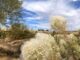 Looking past desert broom (Baccharis sarothroides) to the Loop 101 Freeway. There were no other desert flowers.