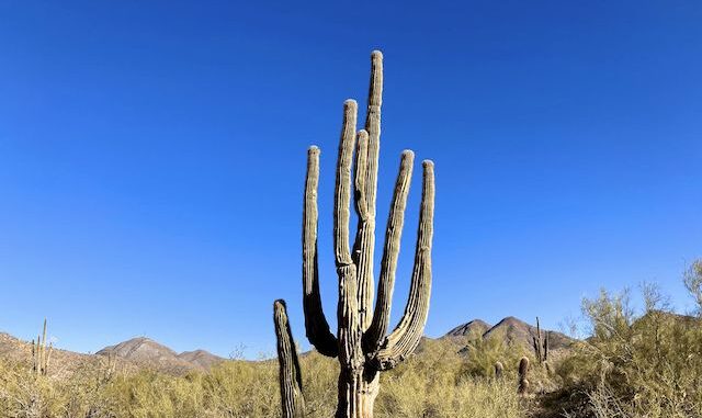 The highlight of the hike were saguaro on Lost Dog Wash Trail. Thompson Peak on the left.