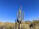 The highlight of the hike were saguaro on Lost Dog Wash Trail. Thompson Peak on the left.