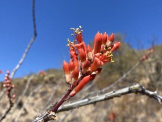 The only flowers I found were ocotillo, in the 1650-1850 ft. elevation band, on the south and west flanks of Hill 1893. At least it's something.