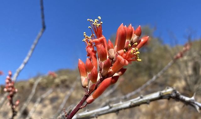 The only flowers I found were ocotillo, in the 1650-1850 ft. elevation band, on the south and west flanks of Hill 1893. At least it's something.