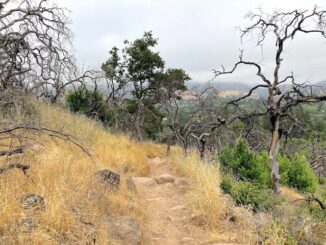 Heading down Cobblestone Trail. The next day was actually foggier!