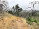 Heading down Cobblestone Trail. The next day was actually foggier!