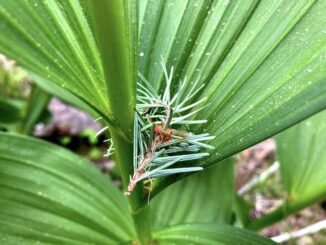I love the way the false hellebore / corn lily frames the pine needles.
