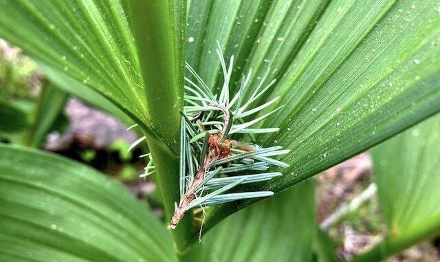 I love the way the false hellebore / corn lily frames the pine needles.