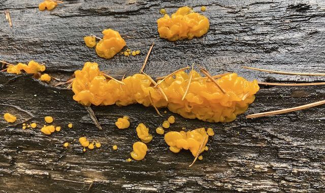 Orange jelly. I hadn't seen it in several years, but found it in three places below FR 321C in McClintock Draw.