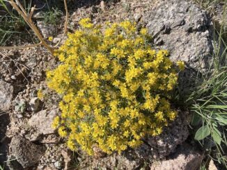 Peoria Sunrise Mountain Preserve: Chinchweed (Pectis papposa) was present in multiple areas across Sunrise Mountain, usually in good clusters.