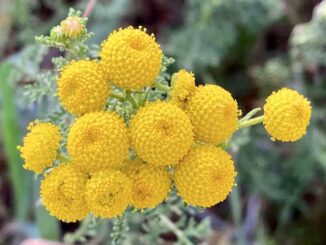 Globe chamomile, aka stinknet (Oncosiphon pilulifer), an invasive species from South Africa, has become widespread in Maricopa County over the last 15 years. Stinknet was the most common flower in Reach 11.