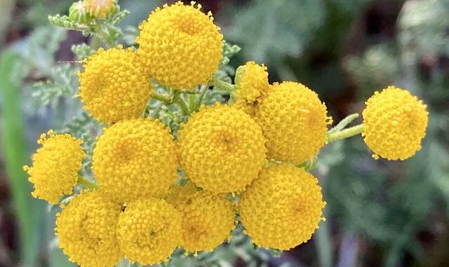 Globe chamomile, aka stinknet (Oncosiphon pilulifer), an invasive species from South Africa, has become widespread in Maricopa County over the last 15 years. Stinknet was the most common flower in Reach 11.
