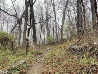 Ashby's Gap on the Appalachian Trail was foggy & chilly. I wore a hoodie, and hoped it would not rain. Note the A.T. blaze. One blaze indicates trail goes straight; two offset blazes indicates left or right turn.