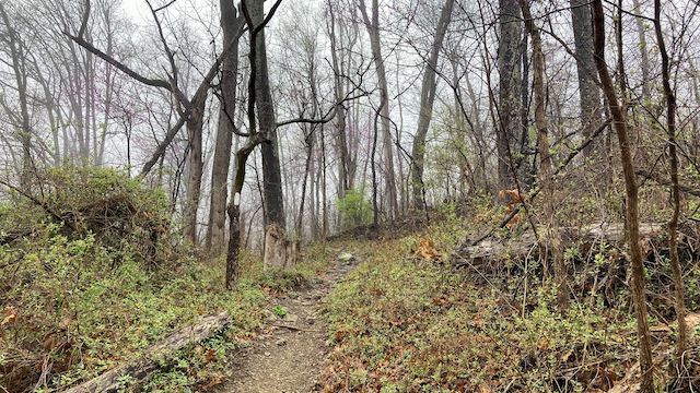 Ashby's Gap on the Appalachian Trail was foggy & chilly. I wore a hoodie, and hoped it would not rain. Note the A.T. blaze. One blaze indicates trail goes straight; two offset blazes indicates left or right turn.