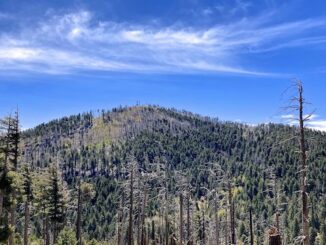 Mount Graham: Heliograph Peak, viewed from Graham Ridge Trail #507.