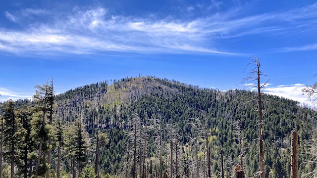 Mount Graham: Heliograph Peak, viewed from Graham Ridge Trail #507.