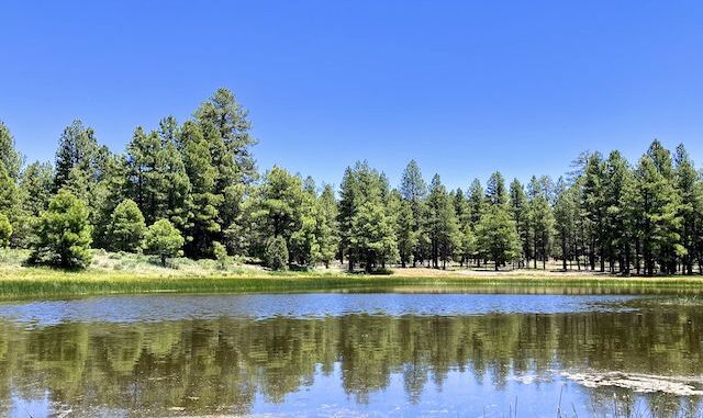 Sheep Tank is located a mile west of Mooney Mountain. The water looked really good!