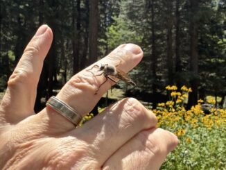 This friendly fella stopping by to say "Hello" at the coneflower patch on FR 139C was the highlight of my day.