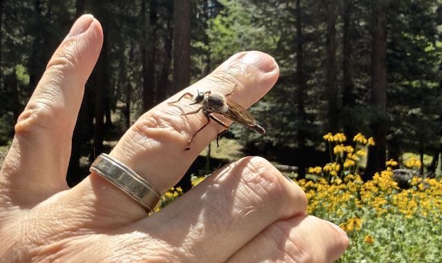 This friendly fella stopping by to say "Hello" at the coneflower patch on FR 139C was the highlight of my day.